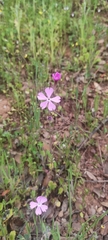Silene psammitis