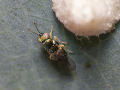 Psyllaephagus bliteus