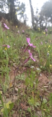 Silene psammitis