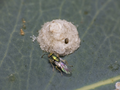 Psyllaephagus bliteus