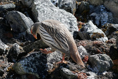 Tetraogallus tibetanus