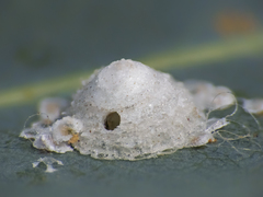 Psyllaephagus bliteus