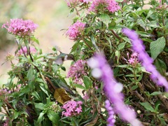 Selasphorus scintilla