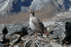 Tetraogallus tibetanus