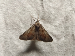 Adalbertia castiliaria