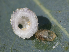 Psyllaephagus bliteus