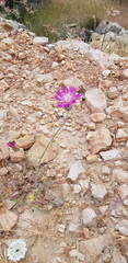 Centaurea crocodylium