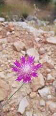 Centaurea crocodylium