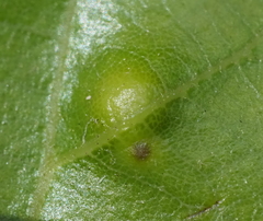 Neuroterus quercusverrucarum