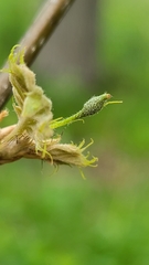 Callirhytis pedunculata