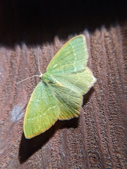 Thalera pistasciaria