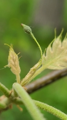 Callirhytis pedunculata