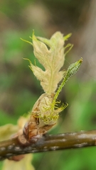 Callirhytis pedunculata