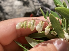 Comarostaphylis diversifolia diversifolia