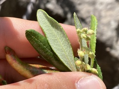 Comarostaphylis diversifolia diversifolia