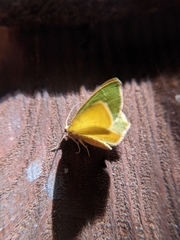 Thalera pistasciaria