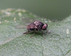 Lindneromyia dorsalis