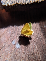 Thalera pistasciaria