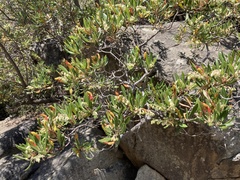 Comarostaphylis diversifolia diversifolia