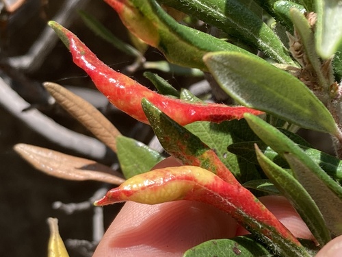Maple Dusky-winged Gall Aphid