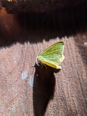 Thalera pistasciaria