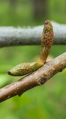 Amphibolips ellipsoidalis