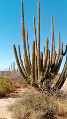 Stenocereus thurberi