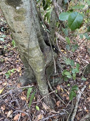 Ottoschulzia rhodoxylon