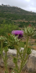 Onopordum cynarocephalum