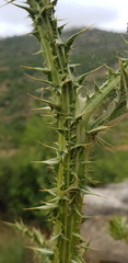 Onopordum cynarocephalum