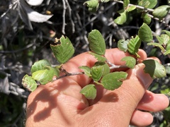 Cercocarpus minutiflorus