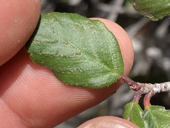 Cercocarpus minutiflorus