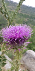 Onopordum cynarocephalum