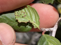 Cercocarpus minutiflorus