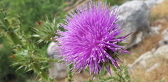 Onopordum cynarocephalum