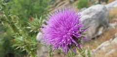 Onopordum cynarocephalum