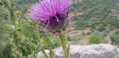 Onopordum cynarocephalum