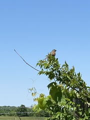 Chondestes grammacus