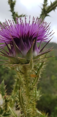 Onopordum cynarocephalum