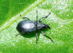 Perapion hydrolapathi