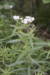 Achillea biserrata