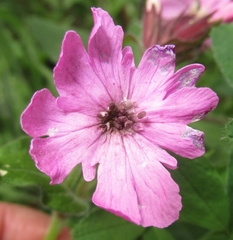 Microbotryum silenes-dioicae