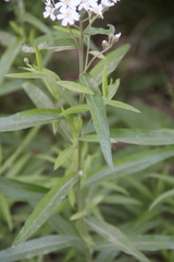 Achillea biserrata