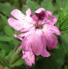 Microbotryum silenes-dioicae