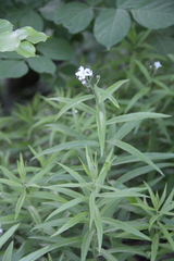 Achillea biserrata