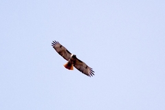 Buteo jamaicensis
