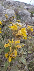 Phlomis viscosa