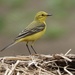 British Yellow Wagtail - Photo (c) Mark, some rights reserved (CC BY-NC), uploaded by Mark