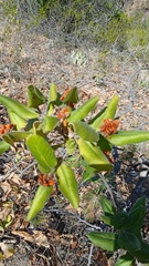 Rhus standleyi
