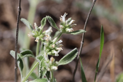 Marrubium parviflorum (Marrubium parviflorum)